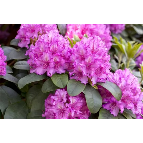 Rhododendron verjüngen
