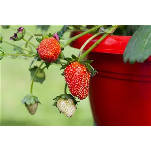 Erdbeeren im Topf ziehen