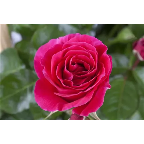 Pflanzzeit für Rosen