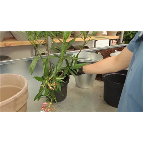 Oleander - Einpflanzen in ein Gefäß