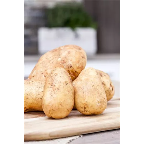 Frühkartoffeln ernten