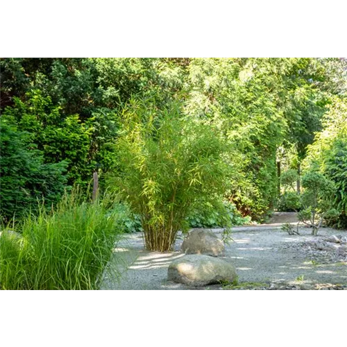 Bambus - der exotische Gartenschmuck