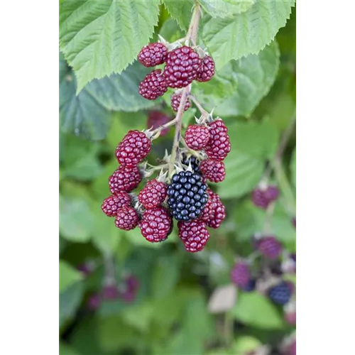 Brombeeren vor Frost schützen