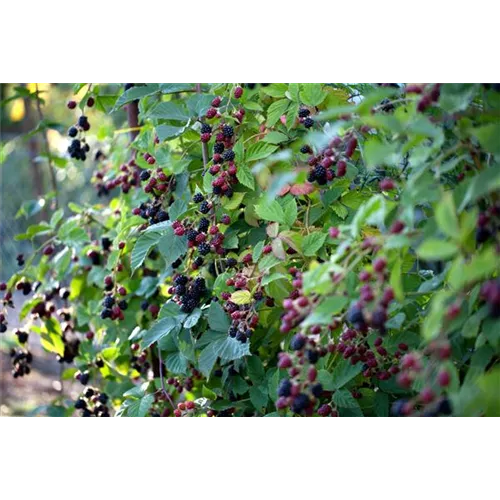 Brombeeren schneiden