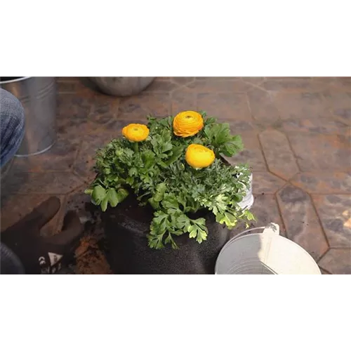 Ranunkeln - Einpflanzen in ein Gefäß