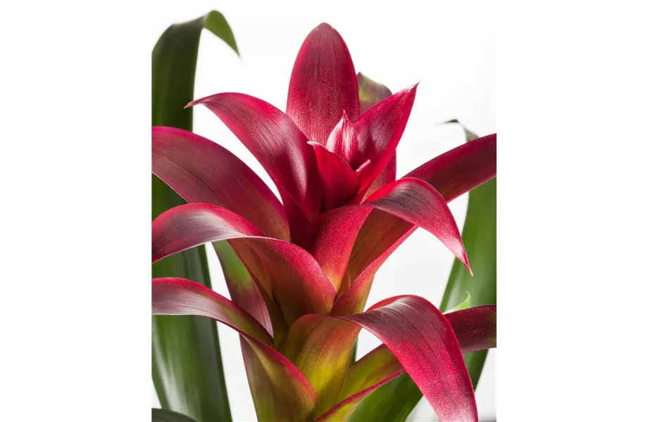 Pflanze März 2025: Bromelien Pflanze März 2025: Bromelien