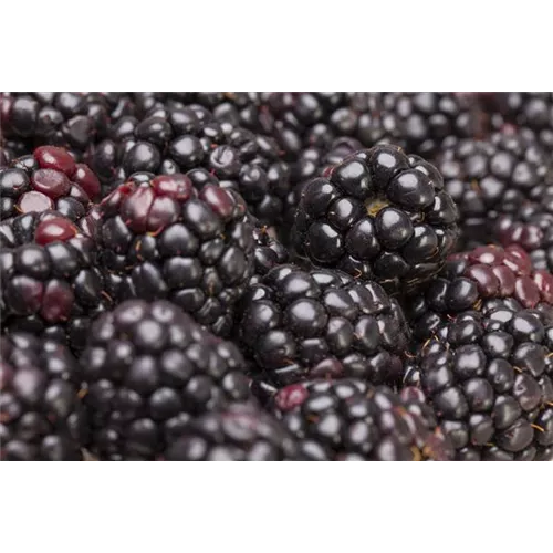 Brombeeren pflanzen