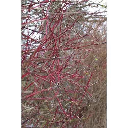 Hartriegel jung halten