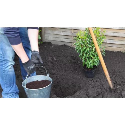 Portugiesische Kirschlorbeer - Einpflanzen im Garten