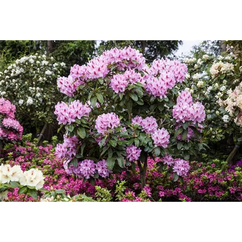 Schwarze Knospen am Rhododendron