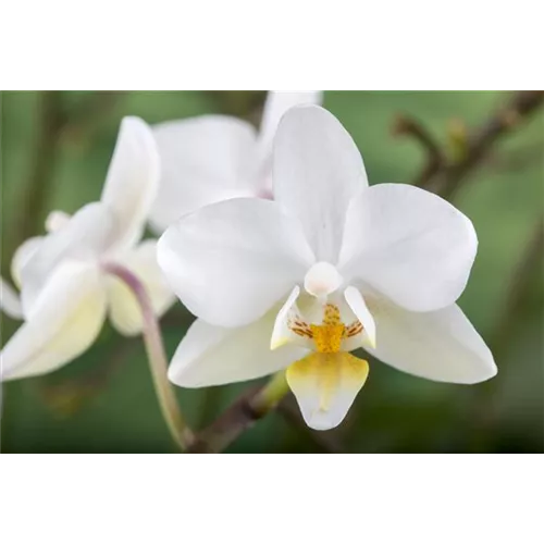 Der Kleinstgarten mitten in der Stadtwohnung