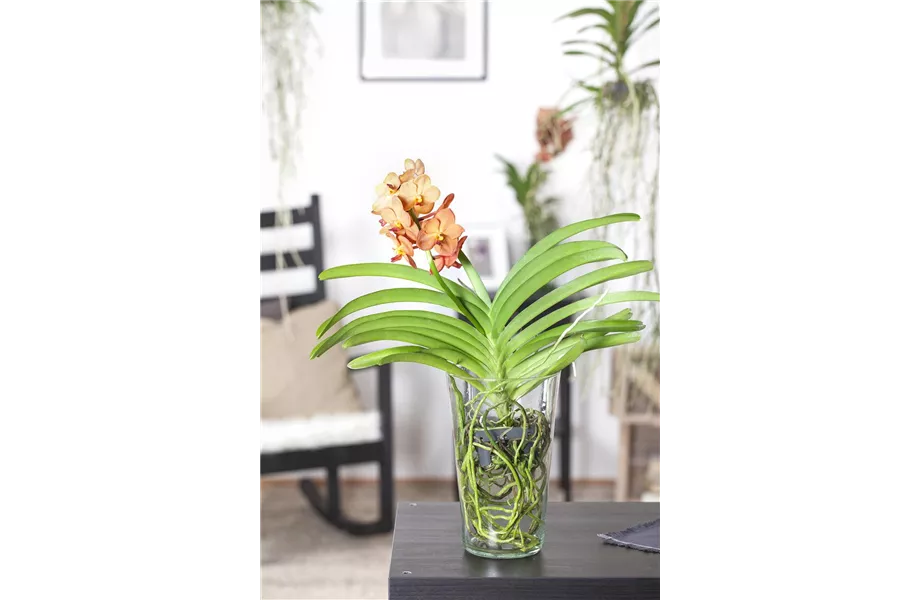 Die Königin der Zimmerpflanzen – Orchideen