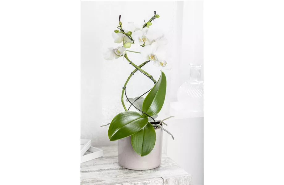 Die Königin der Zimmerpflanzen – Orchideen