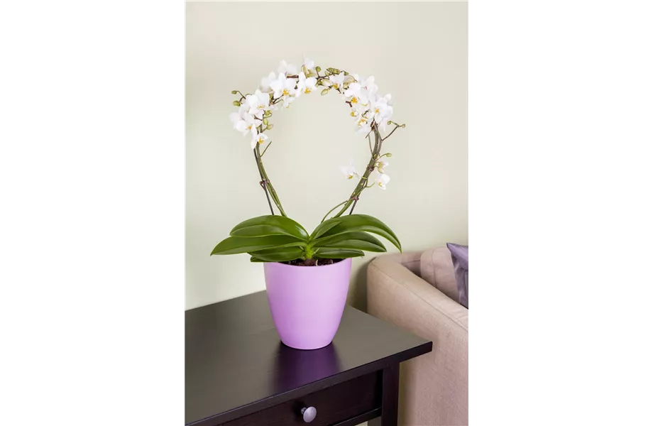 Die Königin der Zimmerpflanzen – Orchideen