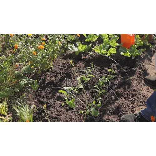 Radieschen - Aussaat und Aufzucht