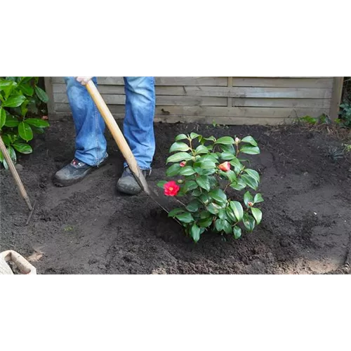 Kamelie - Einpflanzen im Garten