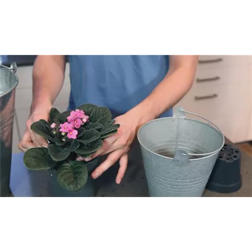 Usambaraveilchen - Einpflanzen in ein Gefäß