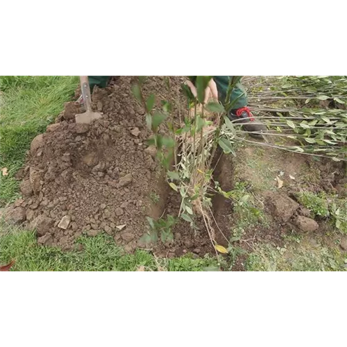 Ligusterhecke - Einpflanzen im Garten