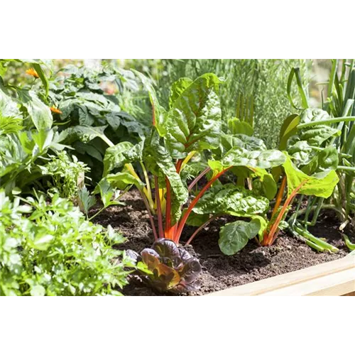 Beet mit Brettern schonen