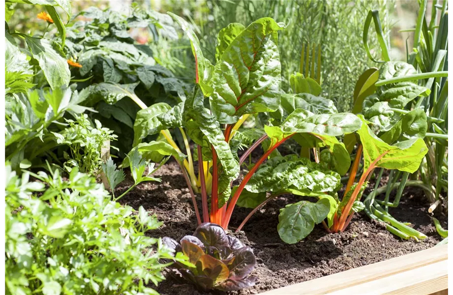 Das Blumenbeet: Blütenmeer im Garten