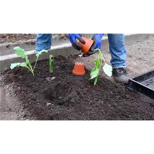 Kohlrabi - Einpflanzen im Gemüsebeet