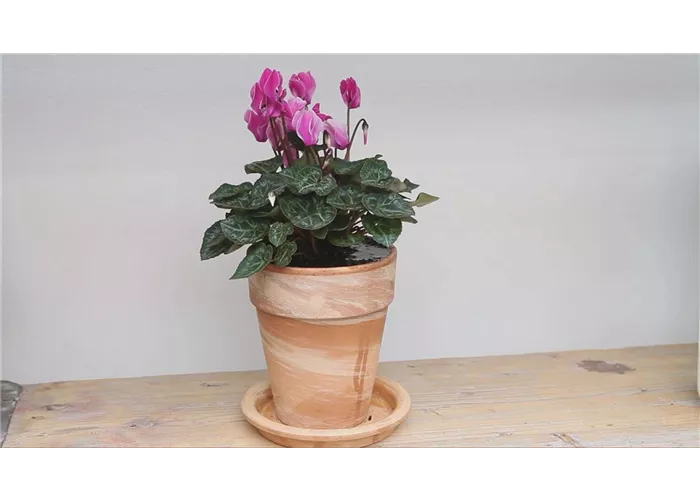 Alpenveilchen - Einpflanzen in ein Gefäß