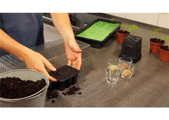 Basilikum - Aussäen von Samen