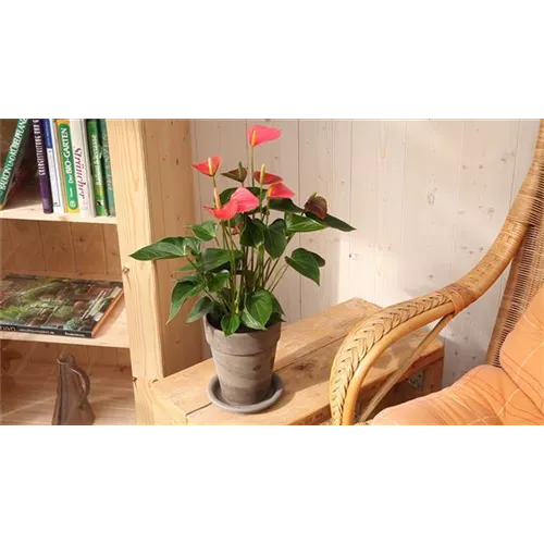 Flamingoblume - Einpflanzen in ein Gefäß