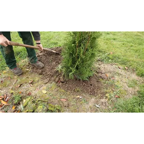 Lebensbaum - Einpflanzen im Garten