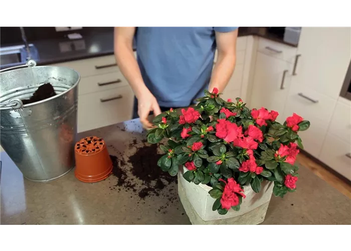 Azalee - Einpflanzen in ein Gefäß