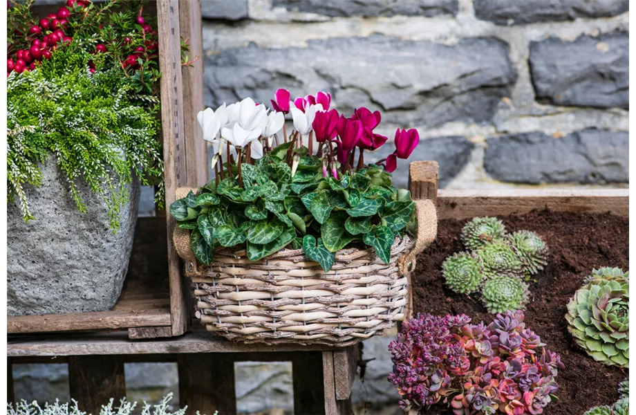 Pflanze des Monats November 2025: Alpenveilchen Pflanze des Monats November 2025: Alpenveilchen