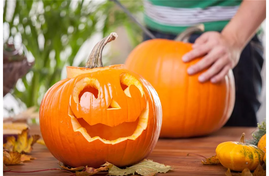 Kürbisernte Kürbisernte