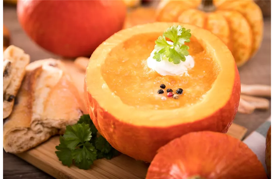 Kürbisernte Kürbisernte