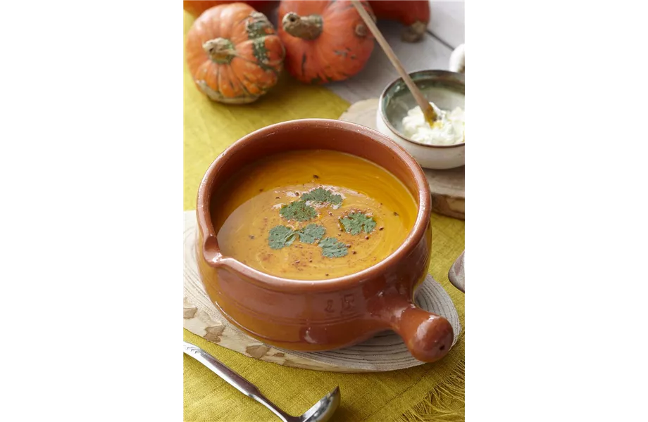 Kürbisernte Kürbisernte