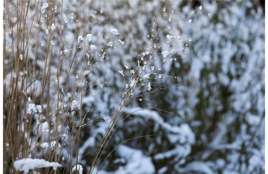 Gräser – vielseitig und schön