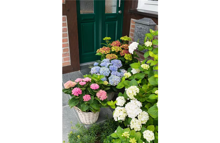 Gartentipps im August