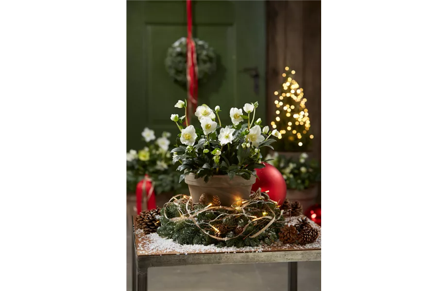 Gartentipps im Dezember