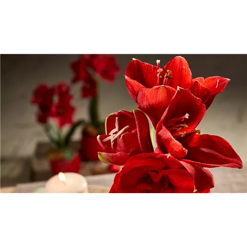 Pflanze Dezember 2025: Amaryllis