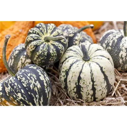 Reife Kürbisse ernten