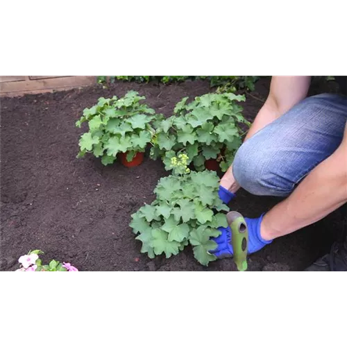 Frauenmantel - Einpflanzen im Garten