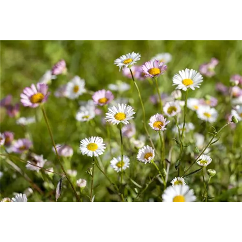 Die heilende Wirkung von Gänseblümchen
