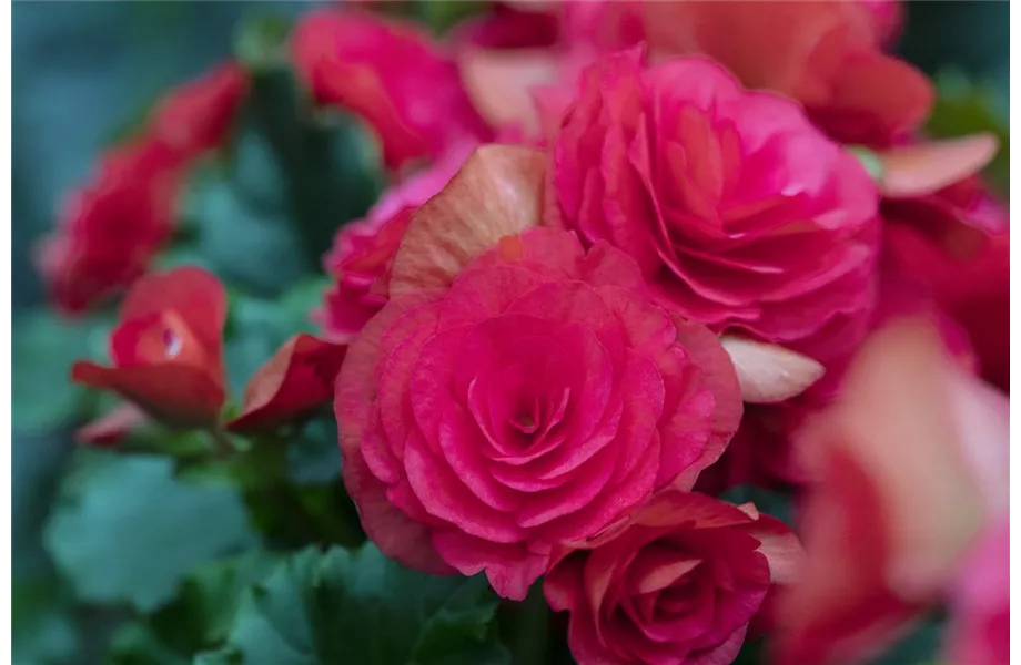 Pflanze des Monats April 2026: Begonie