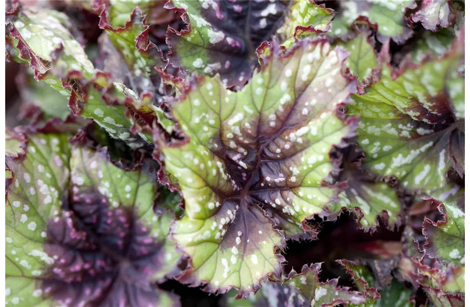 Pflanze des Monats April 2026: Begonie