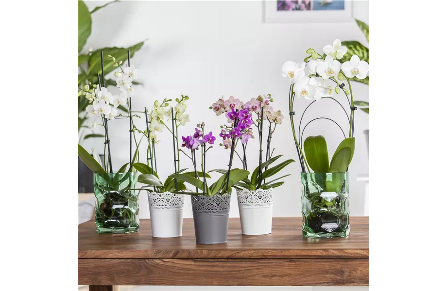 Pflanze des Monats Januar 2026: Phalaenopsis