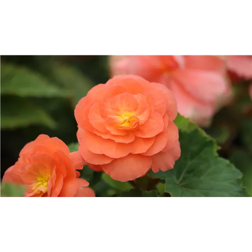 Pflanze des Monats April 2026: Begonie