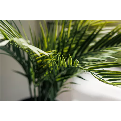 Pflanze des Monats Februar 2026: Goldfruchtpalme