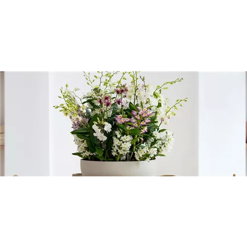 Pflanze des Monats März 2026: Dendrobium