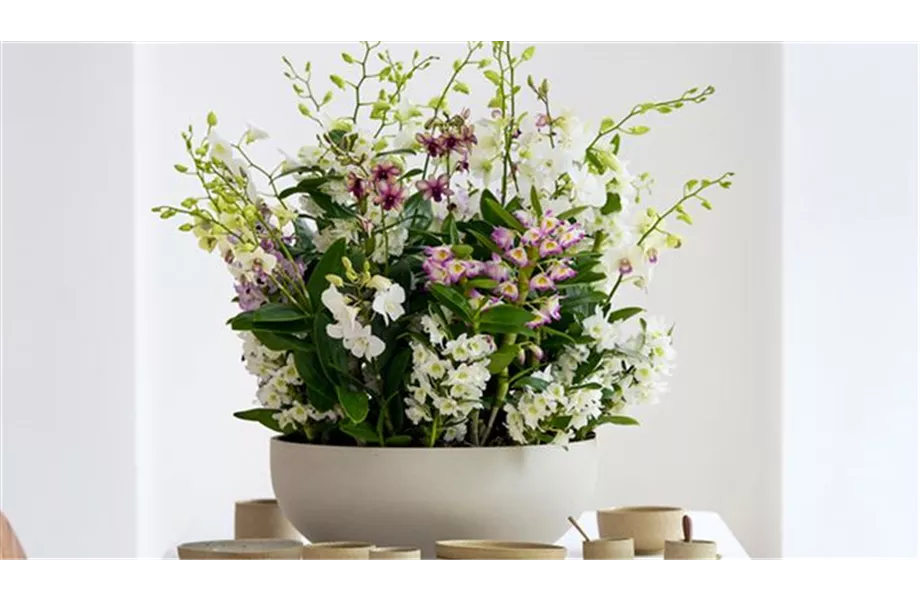 Pflanze des Monats März 2026: Dendrobium