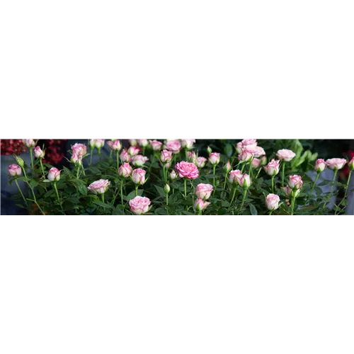 Pflanze des Monats Mai 2026: Topfrose