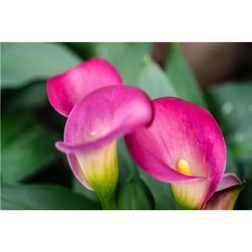 Pflanze des Monats Juni 2026: Calla